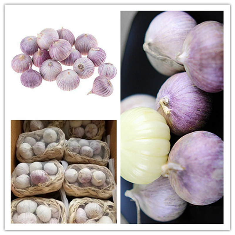 solo garlic solo garlic
